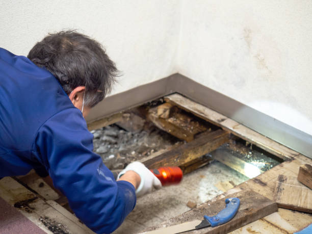 Trusted Washington, IN Mold Removal Experts