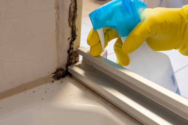 Best Mold Damage Repair  in Washgton, IN