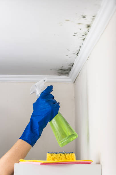 Mold Removal Process in Washington, IN
